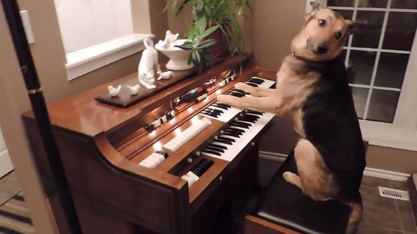 Adorable Rescue Dog Plays the Piano!