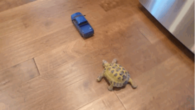 Baby Tortoise Pursues A Toy Car....