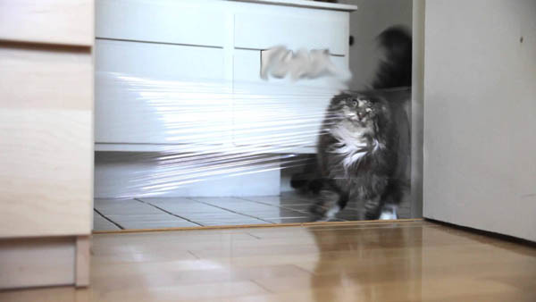 Cat gets OWNED by a laser pointer & saran wrap! 