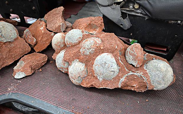 Chinese road workers find 43 fossilised dinosaur eggs!