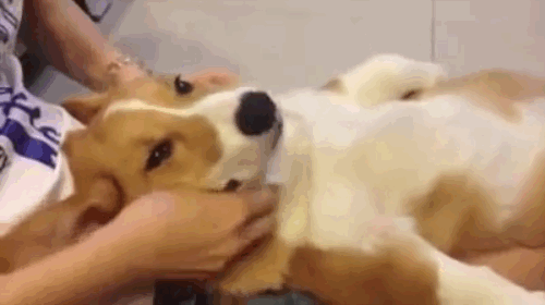 Corgi the Dog gets a massage!