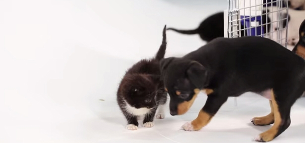 CUTE! Puppies meet kittens for the first time! [Video]