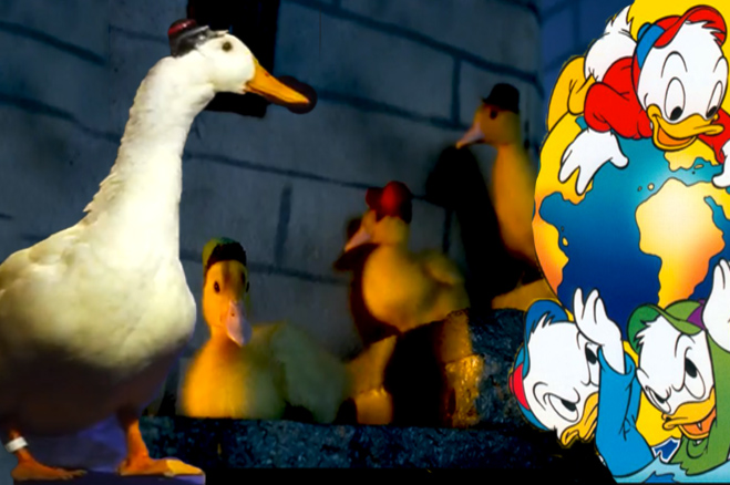 Disney's Recreation Of 'Duck Tales' With Real Ducks! [video]