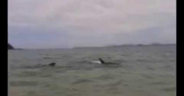 Dog swimming with dolphins & he is in heaven!