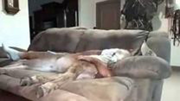 Donkey lies on the couch with human buddy!