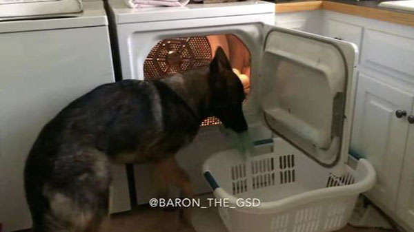 German Shepherd Does House Chores Better Than You!