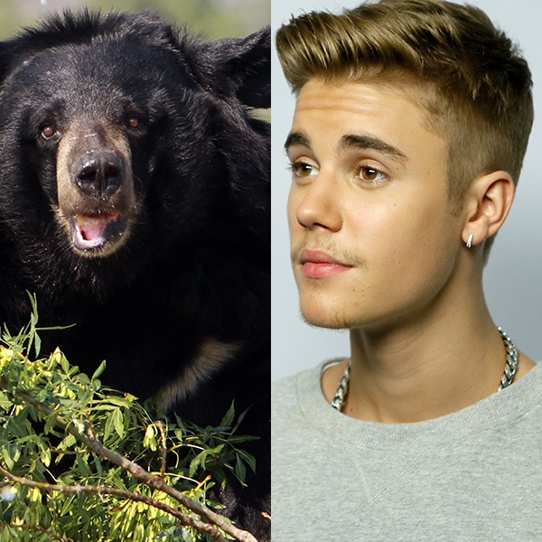 Justin Bieber Ringtone Stops Bear Attack