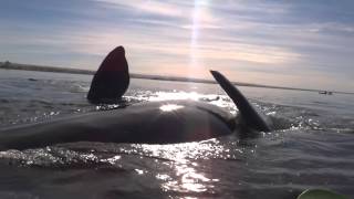 Kayakers Gets a Lift from a Whale [VIDEO]