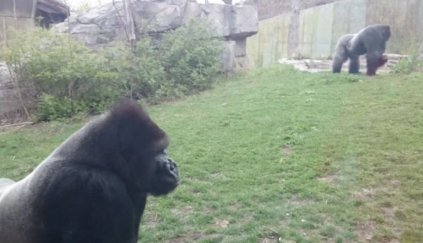 Kid pounded chest in front of gorilla at Zoo, which led to the family running!