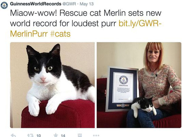Meet The LOUDEST Purring Cat in the World!