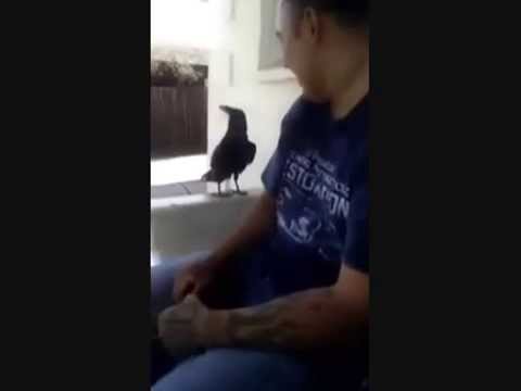 NSFWL: Man Insults Bird, Bird Has EPIC Response