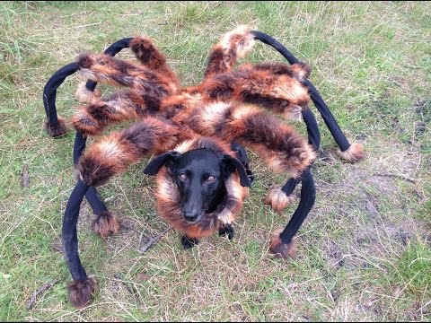 PRANK OF THE DAY: Mutant Giant Spider Dog