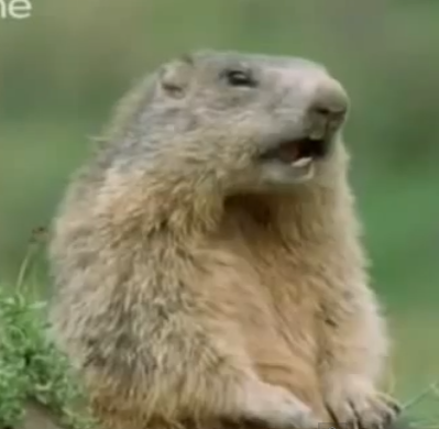 LOL!!!! The FUNNIEST Talking Animal Video EVER!