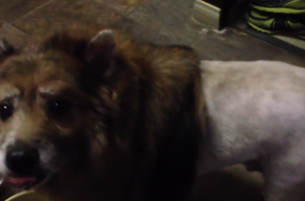 These guys decided to give their dog a lion haircut