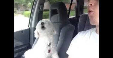 This Dog LOVES Road Trips!