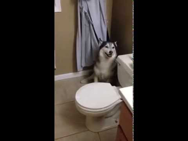 This Dog Throws a MAJOR Tantrum When It's Bath Time!