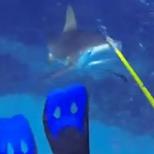 VIDEO: Shark Attack!