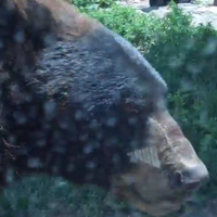 VIRAL RIGHT NOW: Bear Opens Car Door