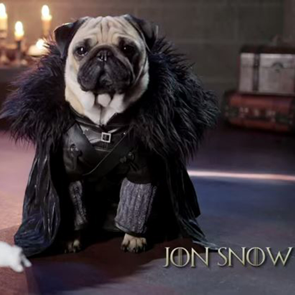 WATCH: Adorable Pugs Reenact 'Game of Thrones!'