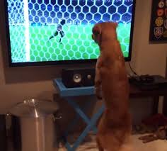 WATCH: Dog Loves Watching World Cup More Than Any Human Ever