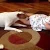 WATCH: Dog Teaches Baby How To Crawl!