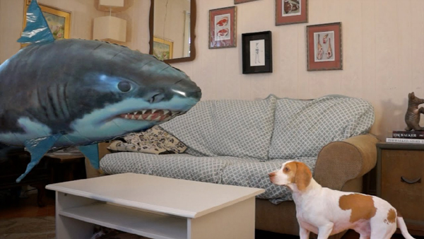 Watch: Dog vs. Shark- Happy Shark Week