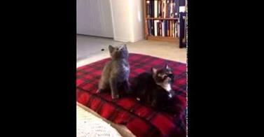 WATCH: Even Cats Turn Up!!