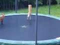 WATCH: Foxes Jumping on a Trampoline!