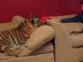 WATCH: Just Hanging At The Bowmanville Zoo With A Tiger