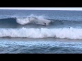 WATCH: Kama the Surfing PIG??!!
