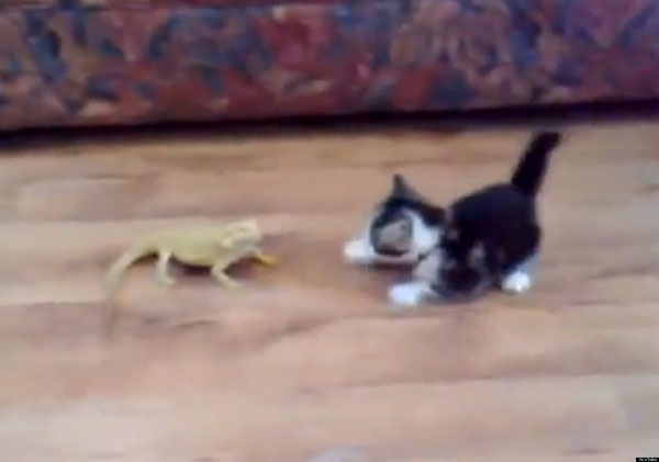 WATCH: Kitten vs. 2 Lizards! Who wins?