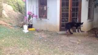 WATCH: Lion Cub Sneaks Up On A Dog And His Reaction Is Priceless
