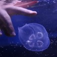 WATCH: Lost In Jellyfish Space