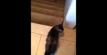 WATCH :This Double Amputee Cat Has Some Tricks!