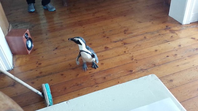Watch: This Penguin Just Walked into A Restaurant