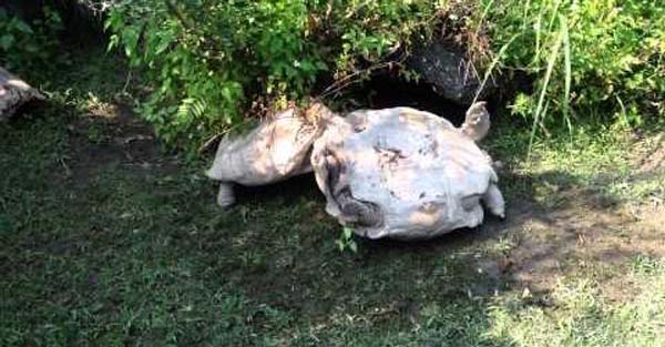 What a good friend! Amazing!! !The tortoise turning over, smart companion has saved it...